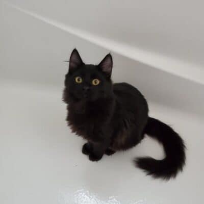 Sirius