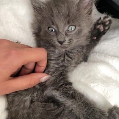 Gizmo