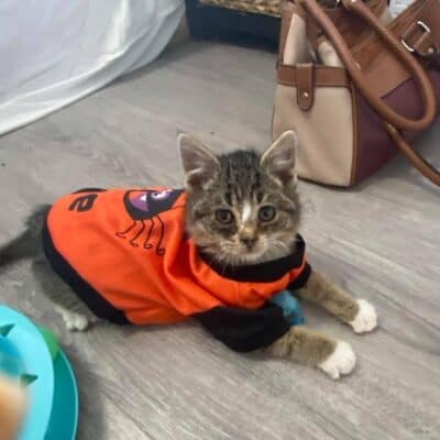 Tigger