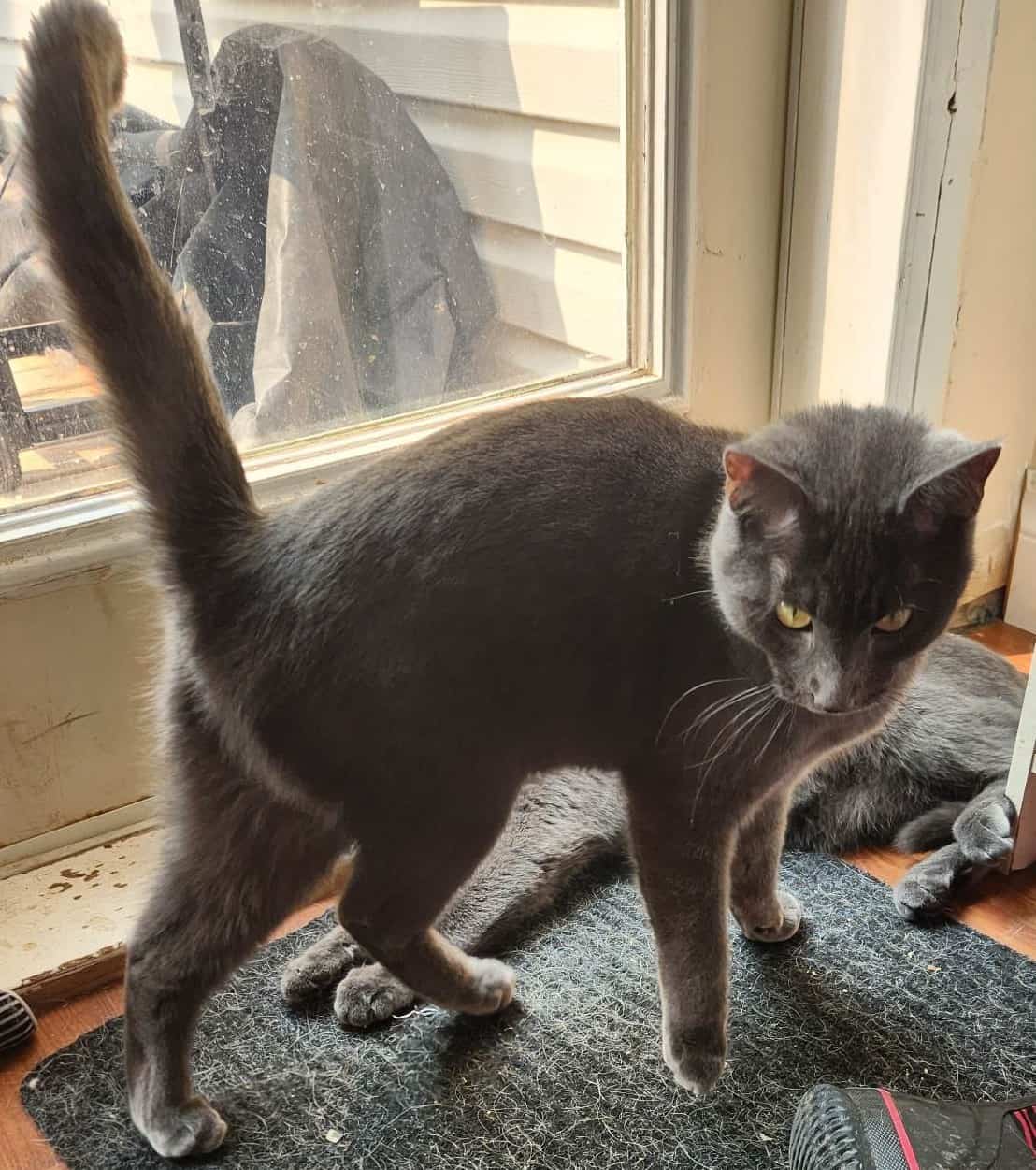 Kittens & Cats Not Ready for Adoption Edmonton Cold Weather Animal Rescue